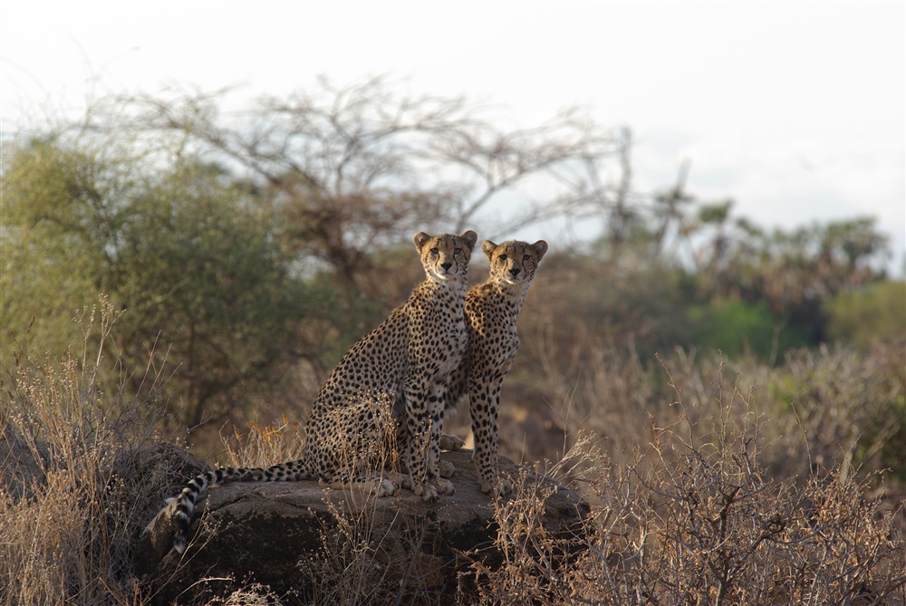 Cheetah