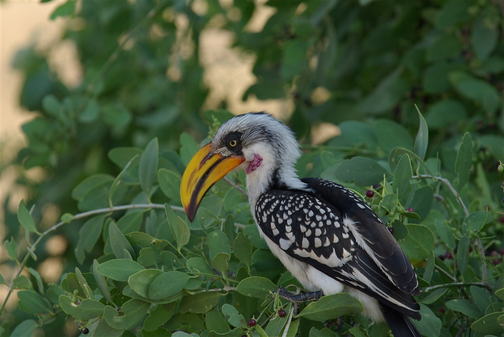 Eastern Yellow-billed Hornbill