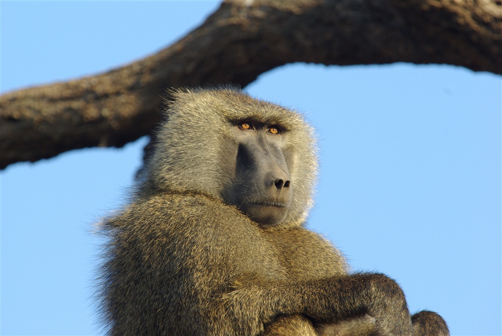 Baboon