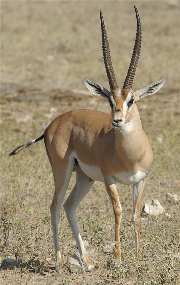 Grant's Gazelle