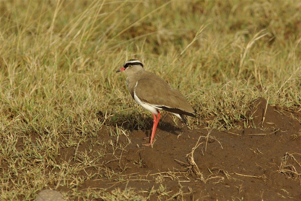 Crowned Lapwing