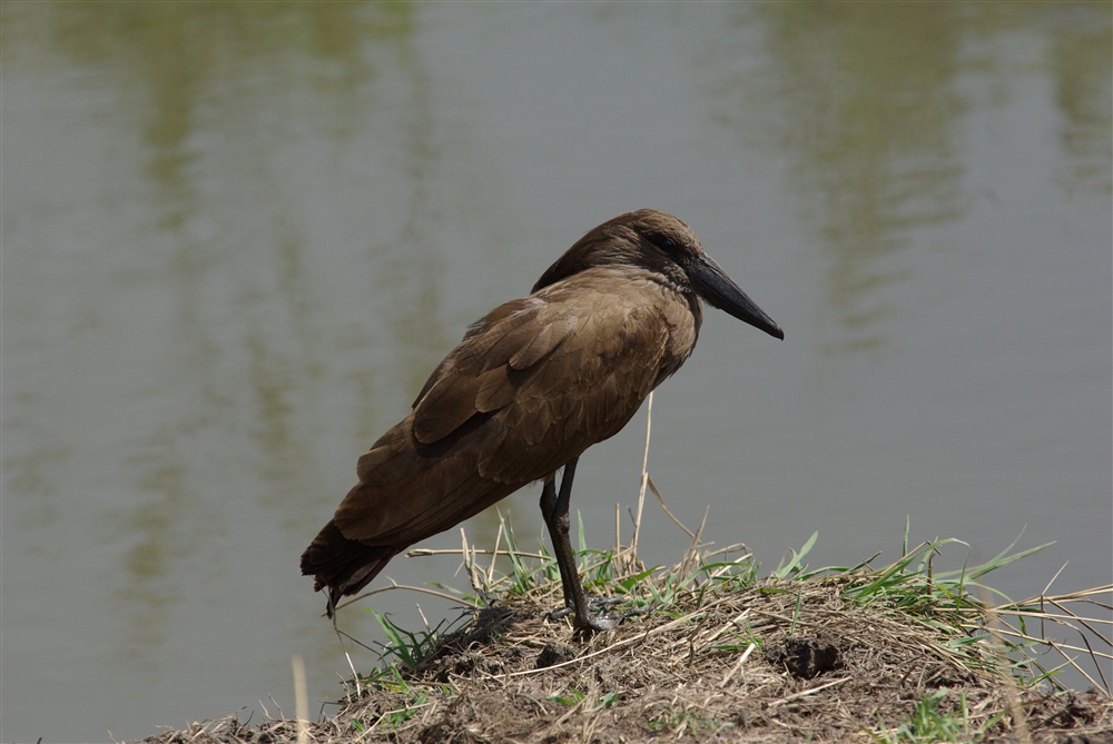 Hamerkop