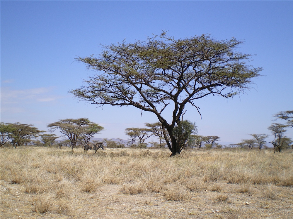 Lone Grevy's and tree