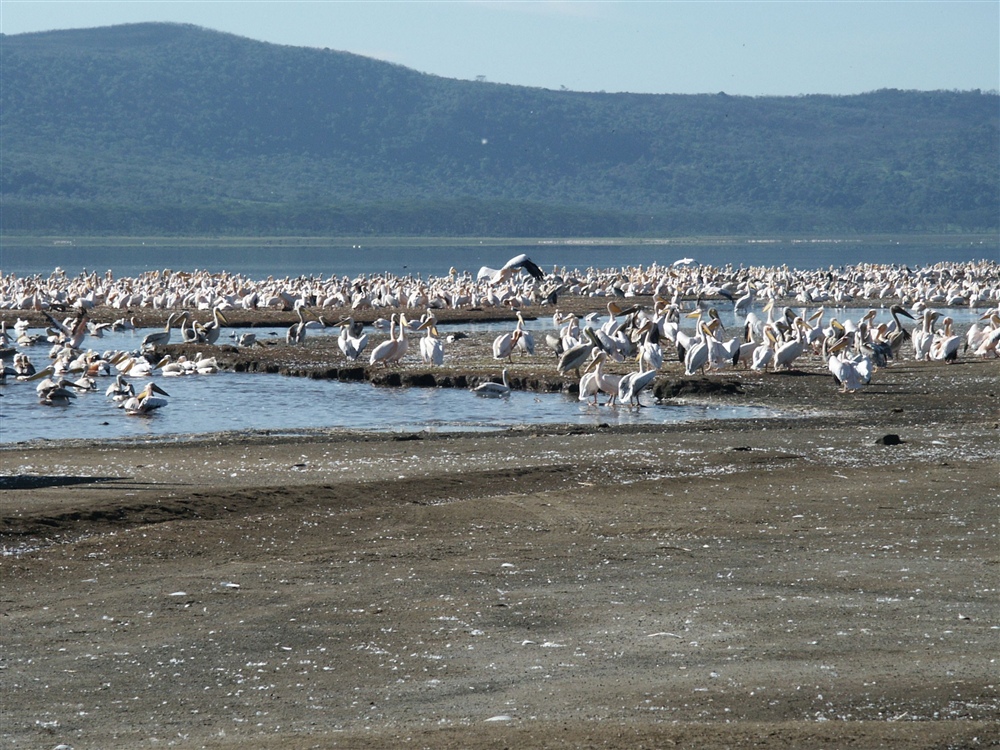 Great White Pelican