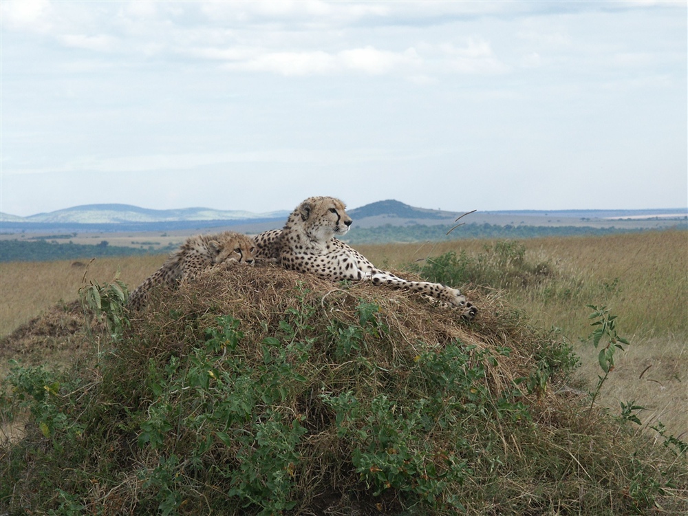 Cheetah