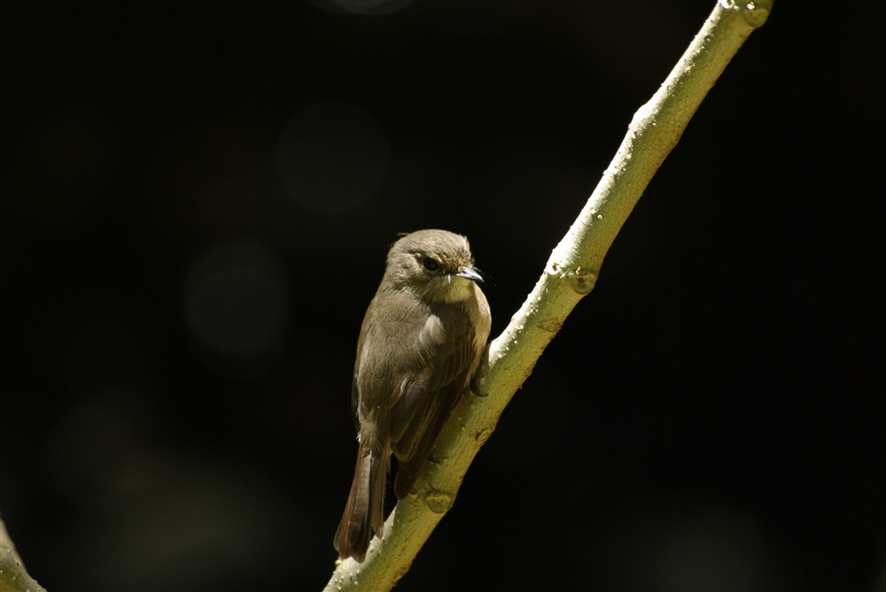 African Dusky Flycatcher