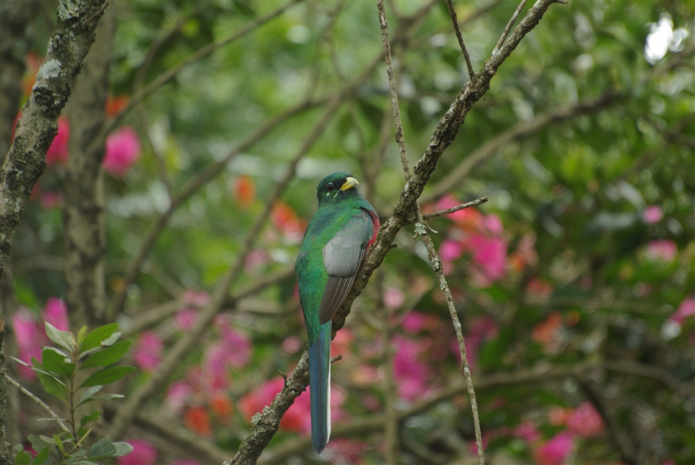 Narina Trogon