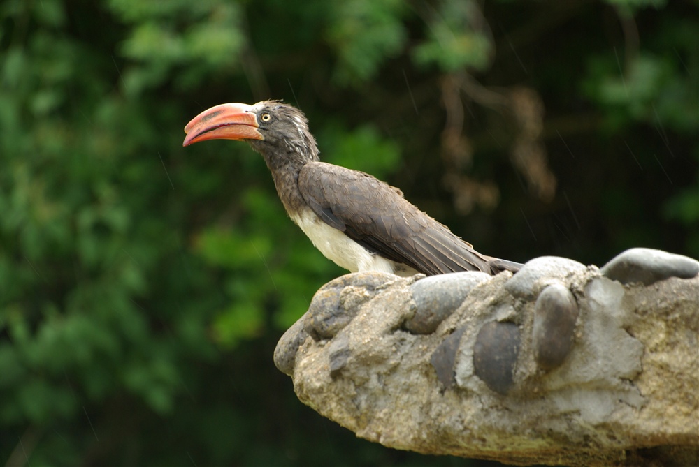 Crowned Hornbill