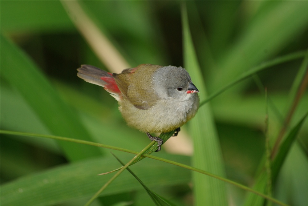 Yellow-bellied Waxbill