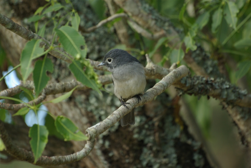 White-eyed Slaty Flycatcher