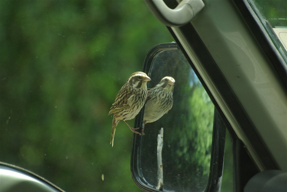 Streaky Seedeater