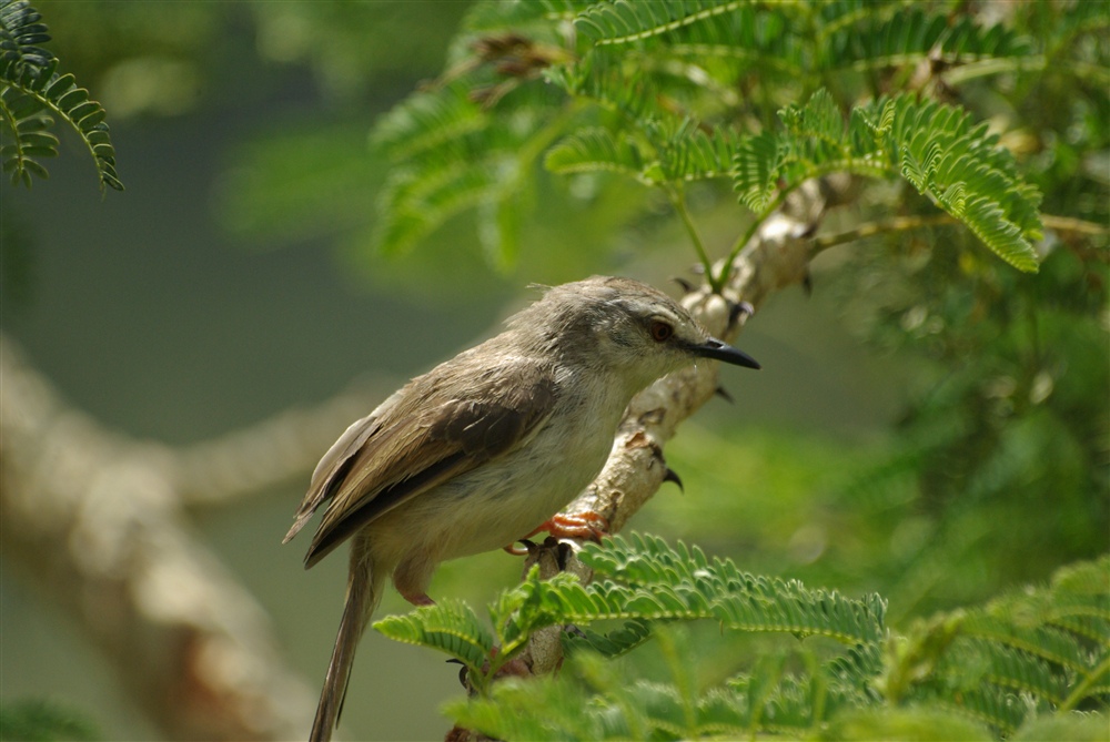 Pale Prinia