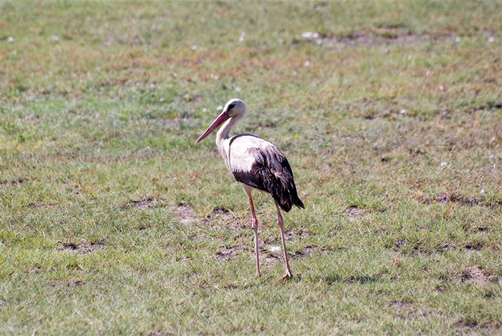 White Stork