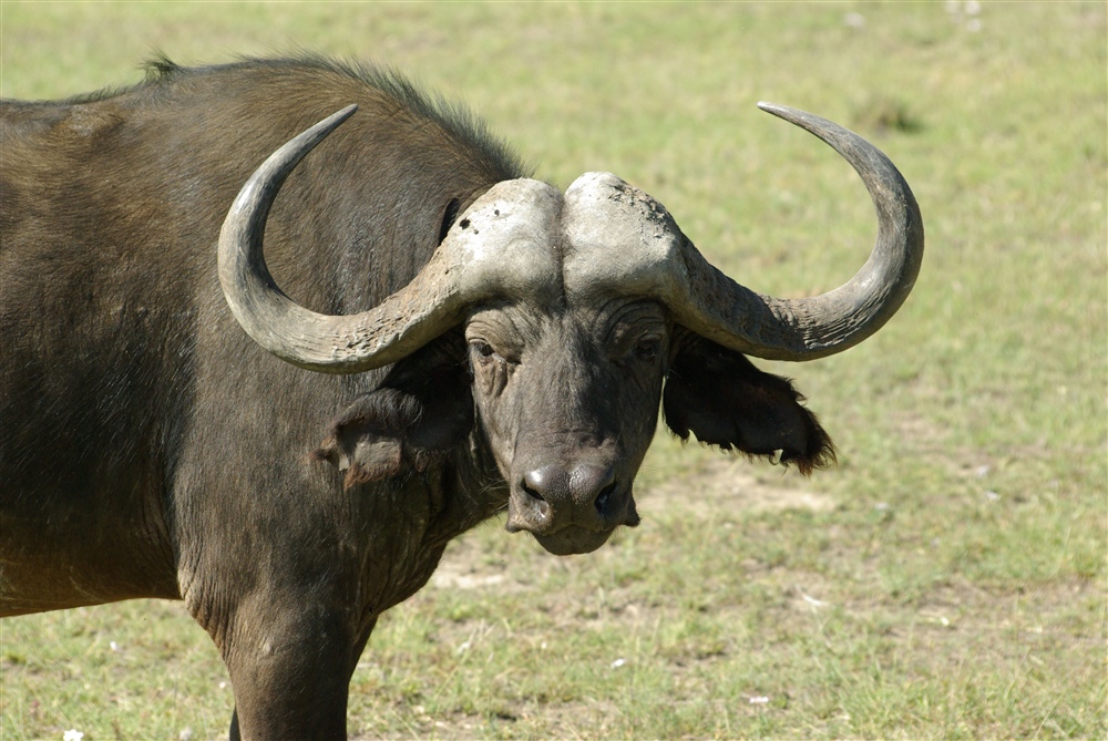 African Buffalo