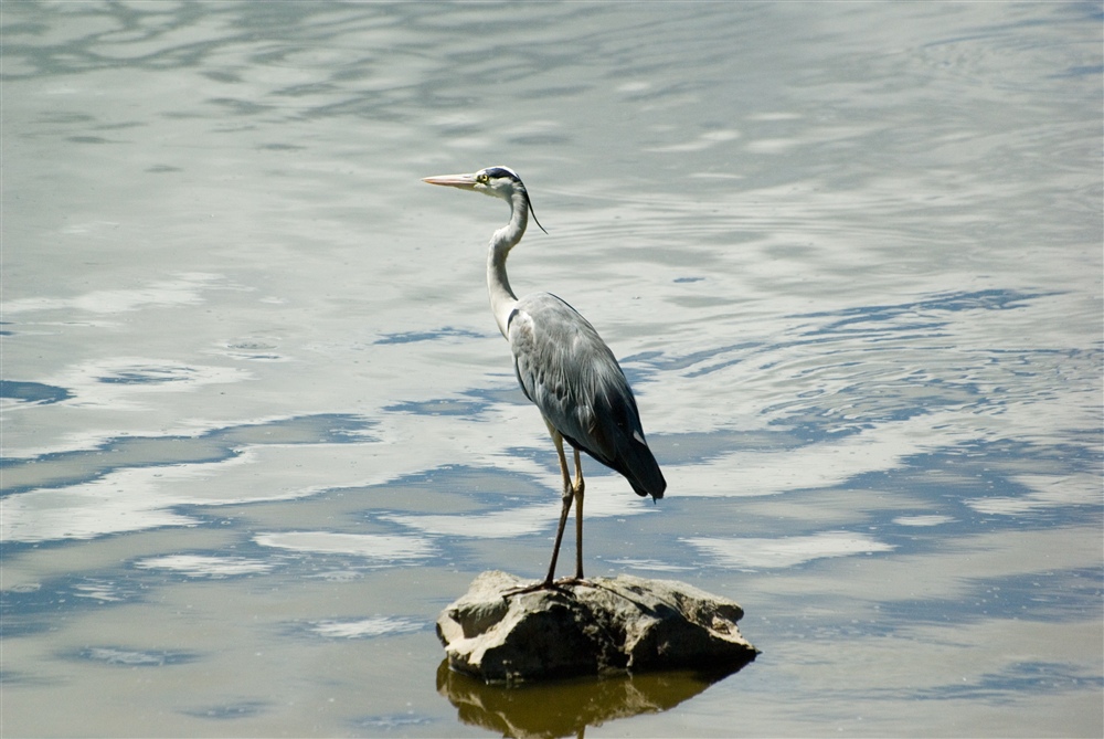 Grey Heron