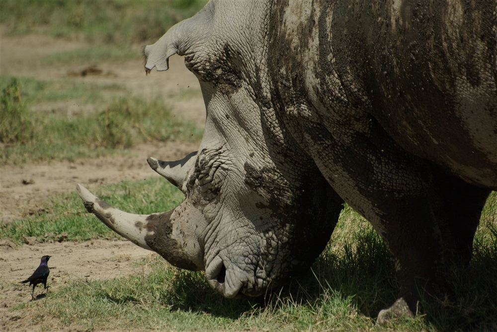 White Rhinoceros