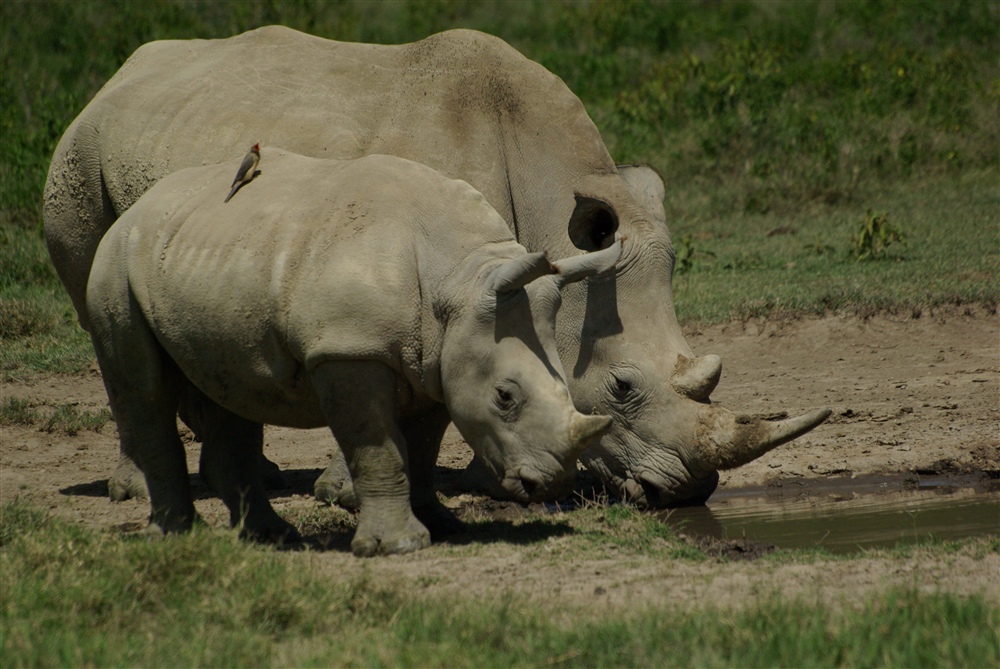 White Rhinoceros