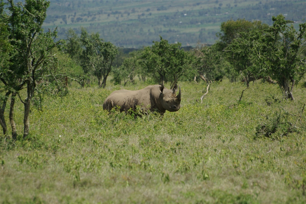 Black Rhinoceros