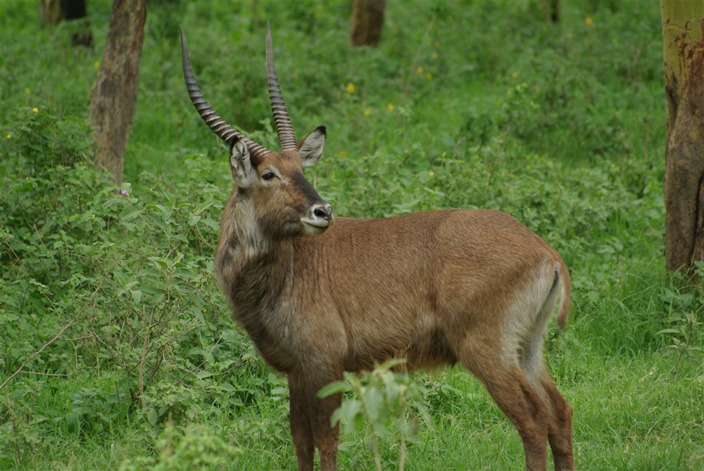 Waterbuck