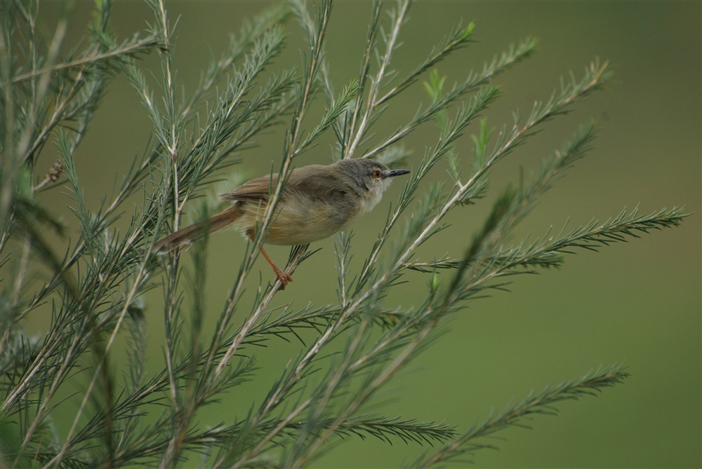 Grey-backed Camaroptera