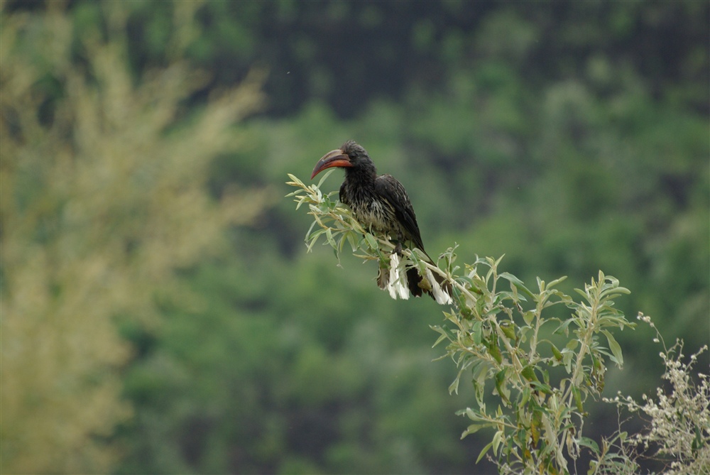 Hemprich's Hornbill