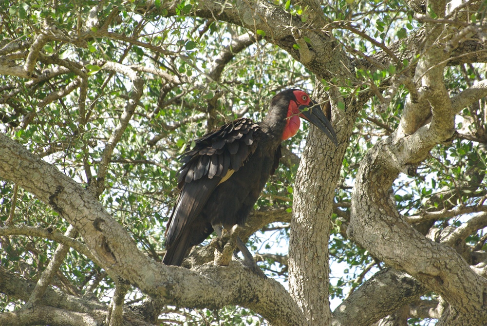 Southern Ground-Hornbill