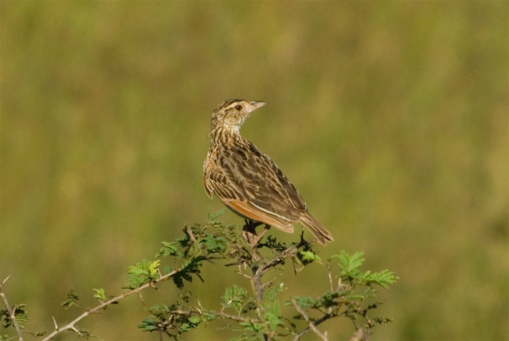 Rufous-naped Lark