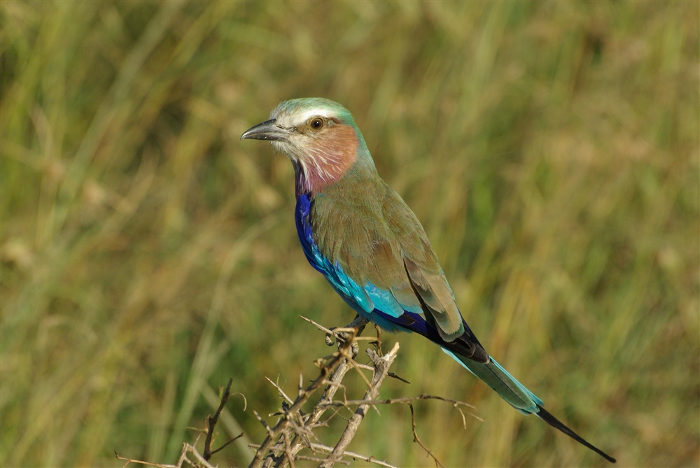 Lilac Breasted Roller