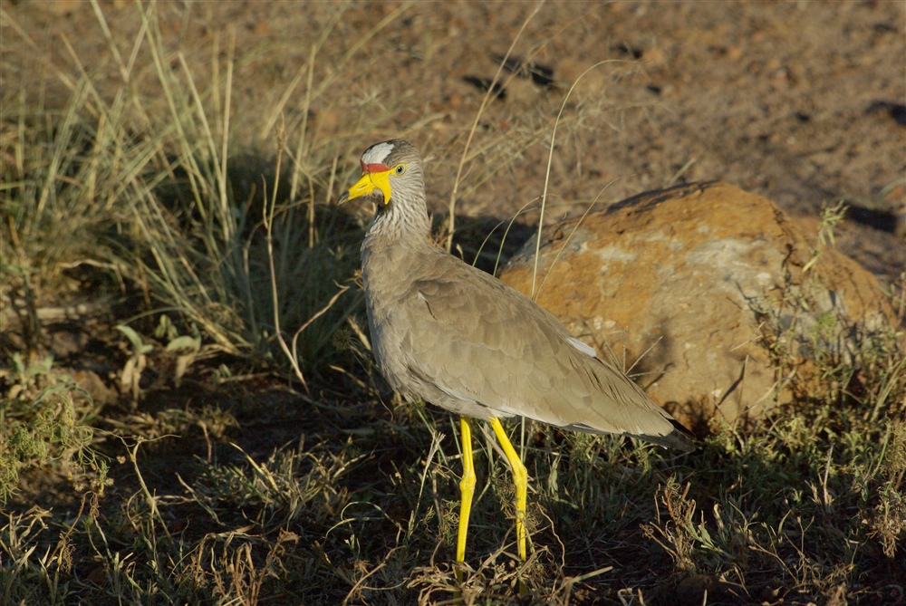 African Wattled Lapwing