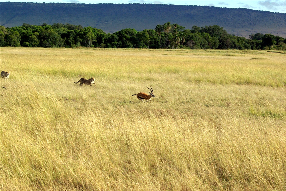 The Chase