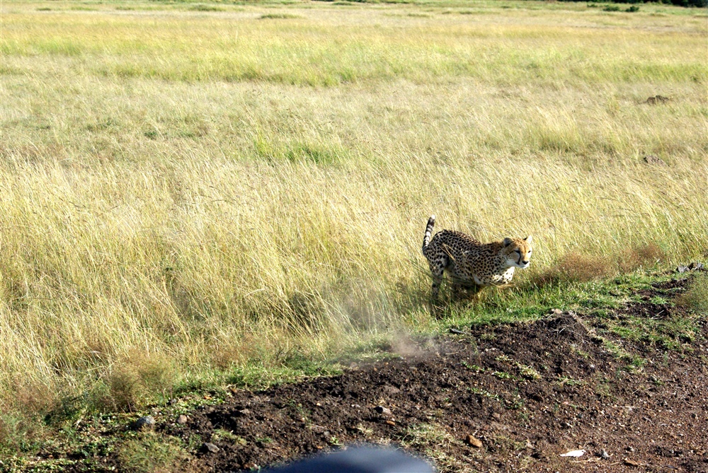 The Chase