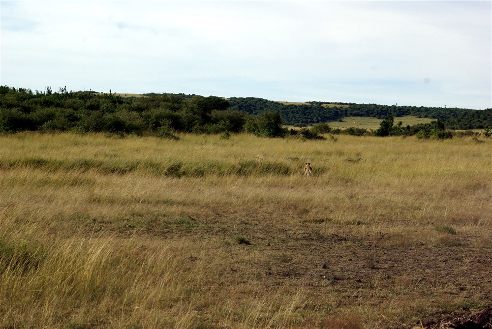 The Chase