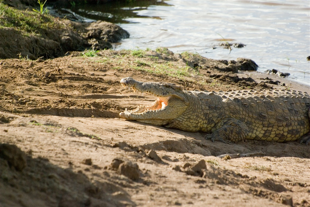 Crocodile