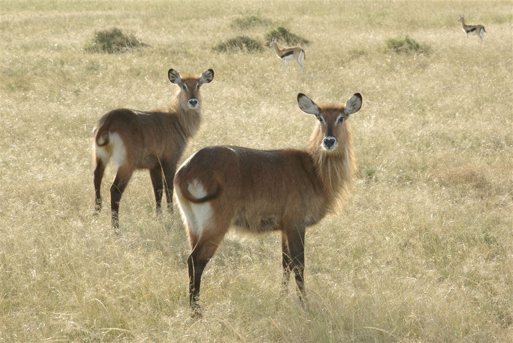 Waterbuck