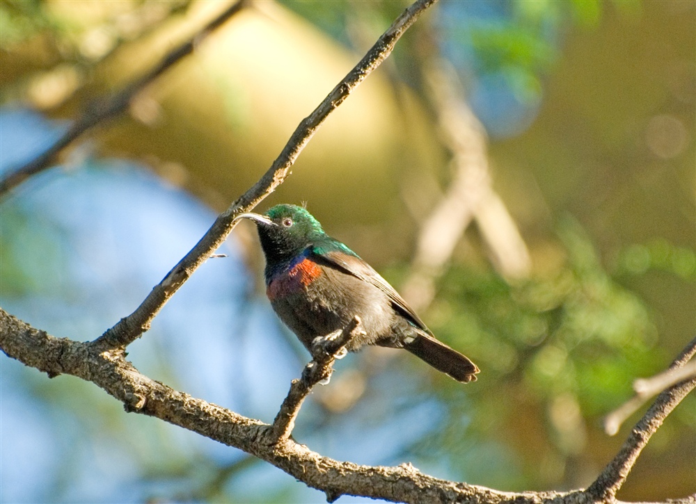 Eastern Double-collard Sunbird