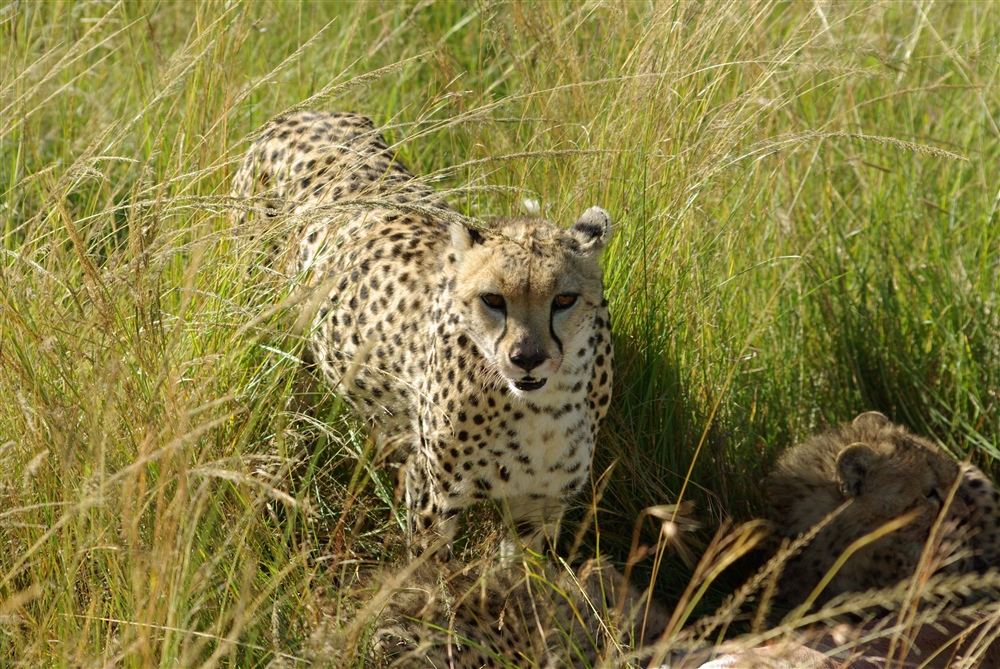 Cheetah