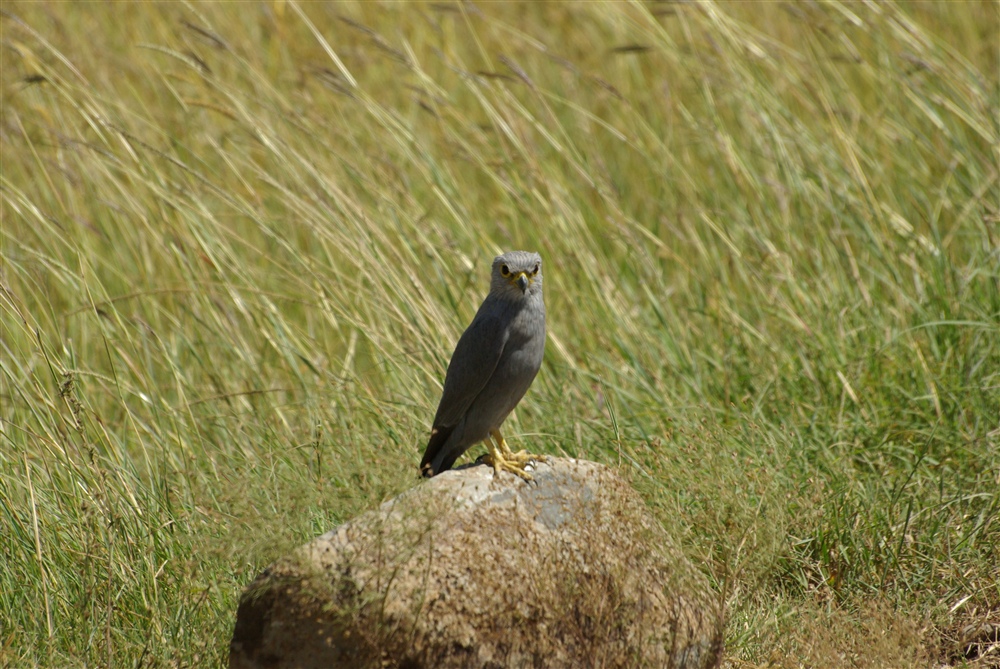 Grey Kestrel