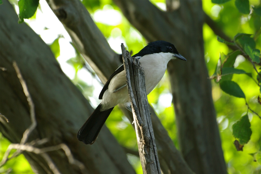 Tropical Boubou