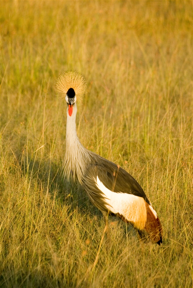 Crowned Crane