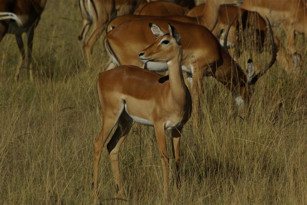 Impala