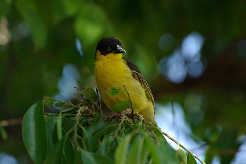 Baglafecht Weaver