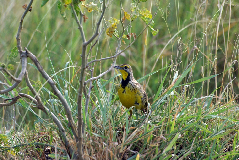 Yellow-throated Longclaw