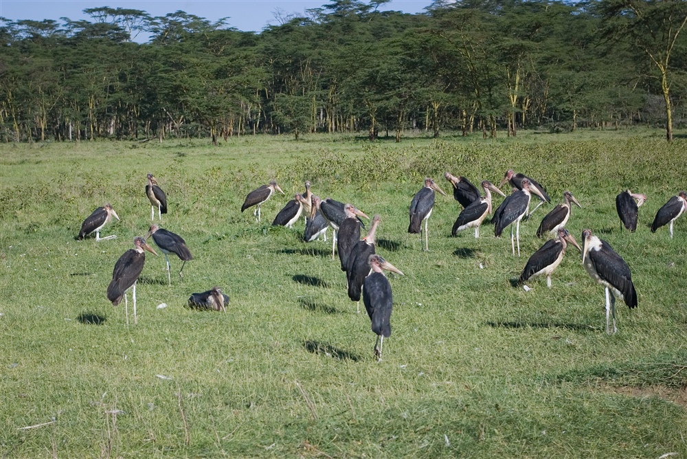 Marabou Stork