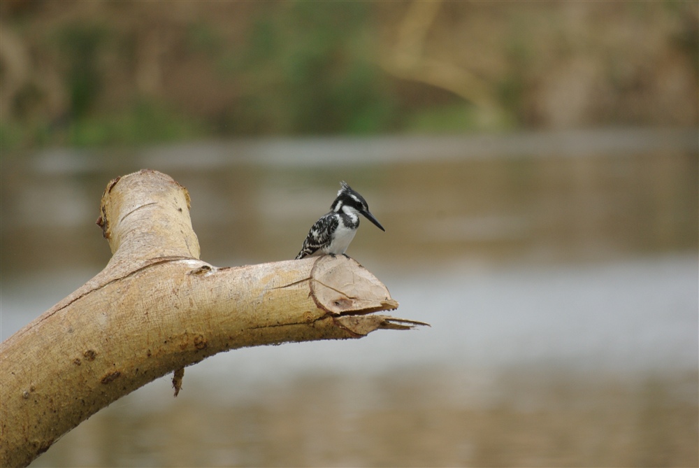 Pied Kingfisher