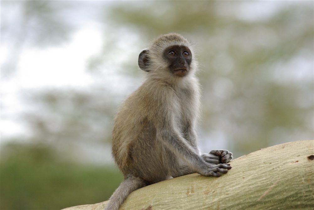 Vervet Monkey