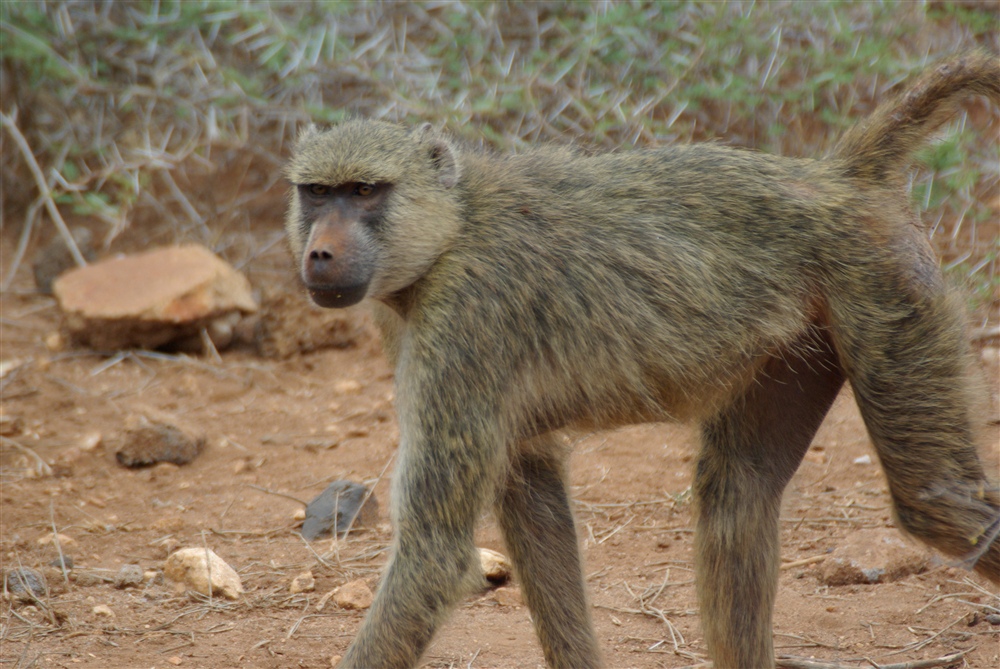 Baboon