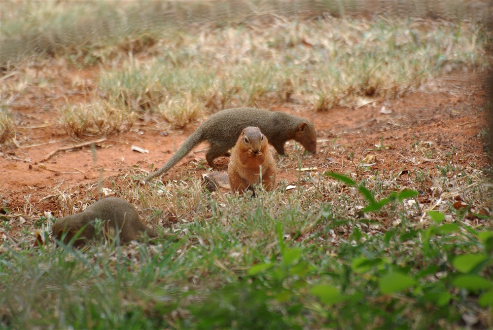 Ground Squirrel