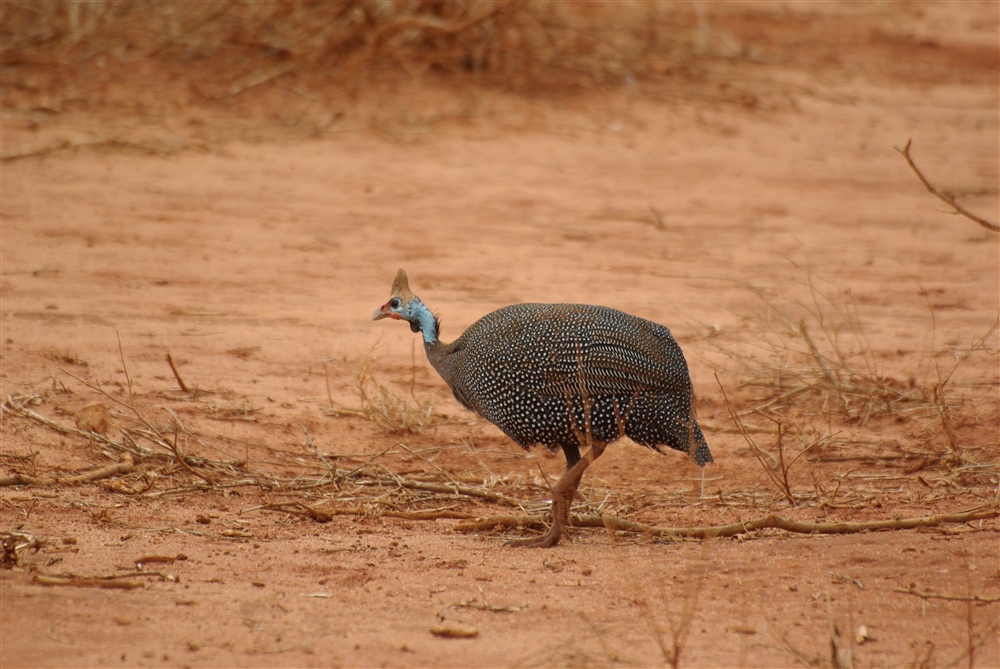 Helmeted Guineafowl