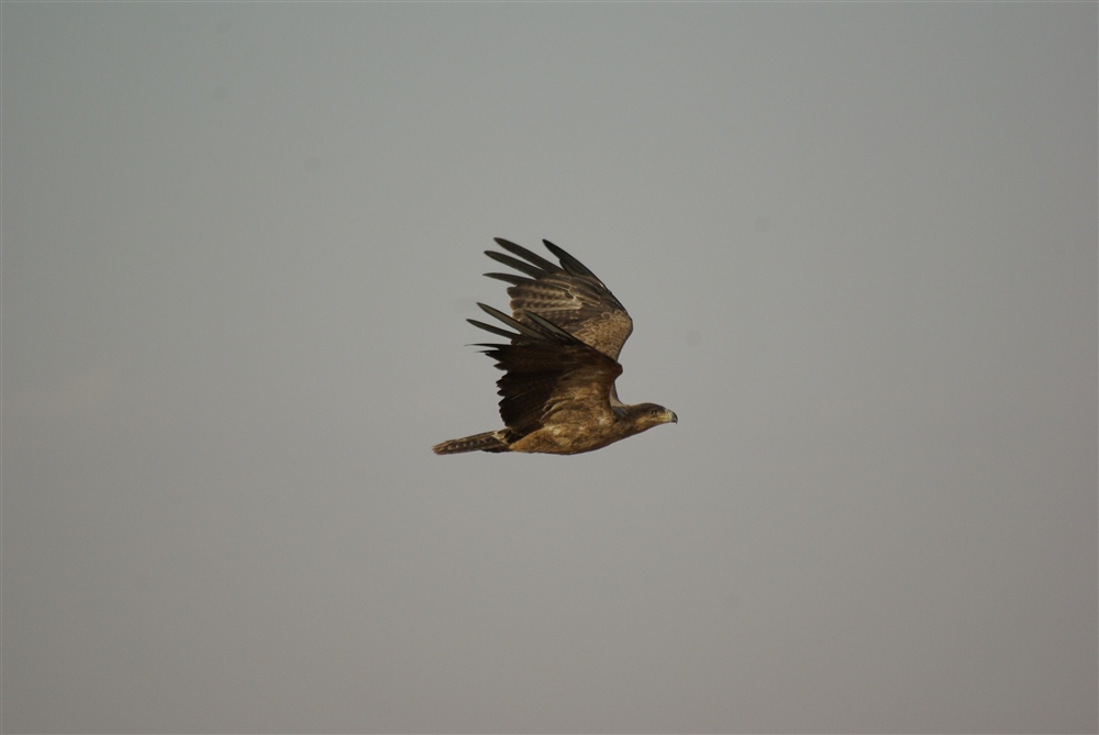 Tawny Eagle