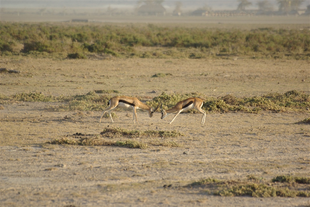 Thompson's Gazelle